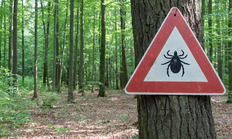 Choroby odkleszczowe u ludzi – jak je rozpoznać i leczyć?
