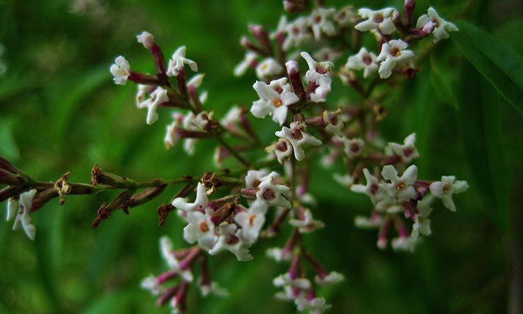 Werbena cytrynowa. Jak działa?