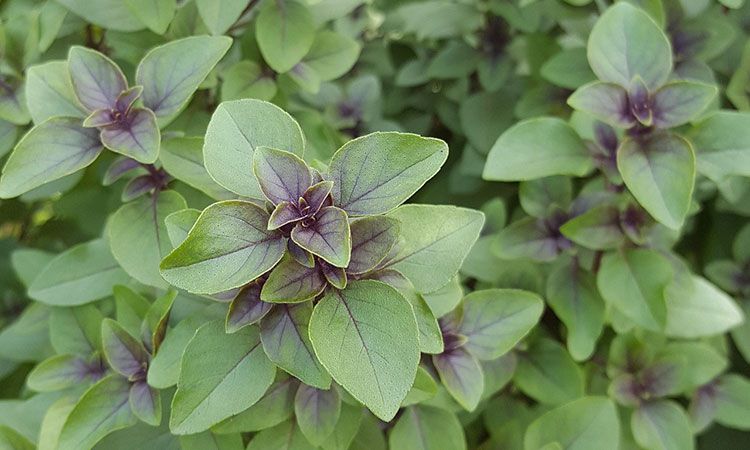 Tulsi. Jak działa tzw. święta bazylia?