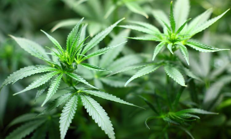 Medyczna marihuana – koniec tabu. Rozwiewamy wątpliwości i obawy
