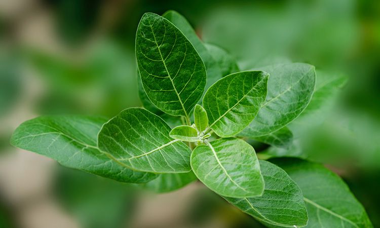 Ashwagandha - co to jest, jak działa i kto zauważy korzyści z jej stosowania?