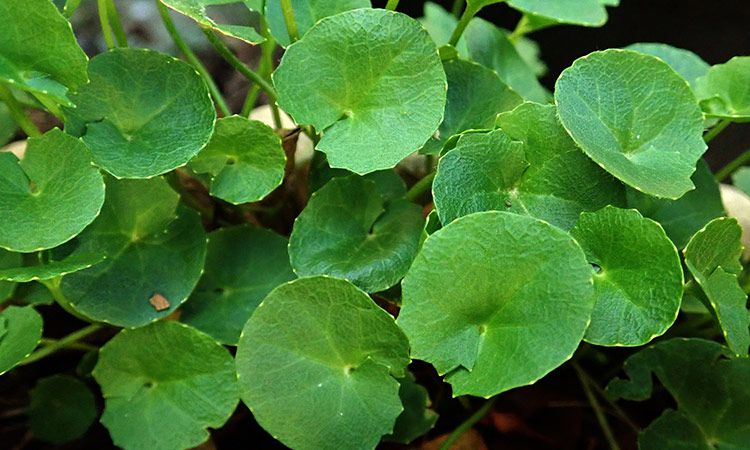 Ziele gotu kola. Jakie ma zastosowanie?