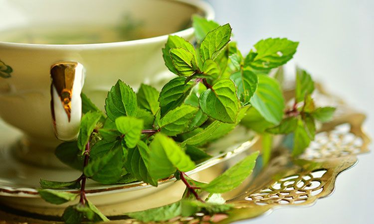 Zioła wspierające kobiety w okresie menopauzy. Co wybrać?