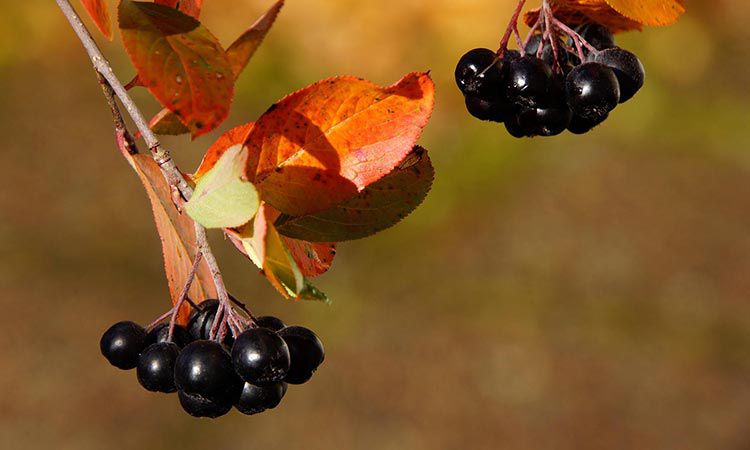 Aronia. Jakie ma właściwości?