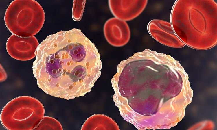 Neutrofile (neutrocyty) - czym są? Normy, kiedy podwyższone i obniżone